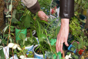 bourse_aux_plantes